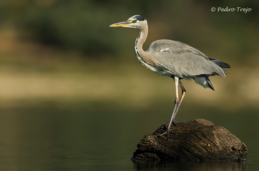 Garza real ( Ardea cinerea)